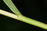 Clustered fescue